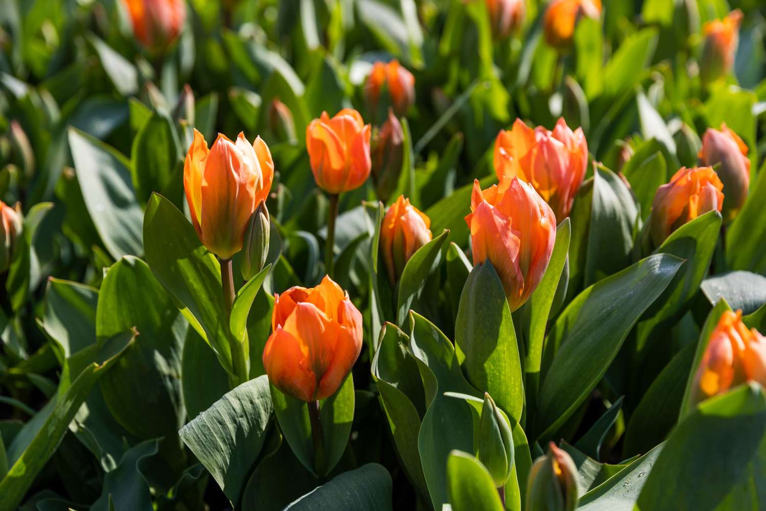 Tulpe 'Orange Emperor'